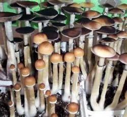 Psilocybe cubensis B+ empreinte ou seringue