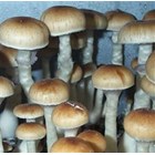 Psilocybe cubensis Mazatapec