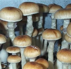 Psilocybe cubensis Mazatapec