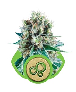 Bubble Kush Auto
