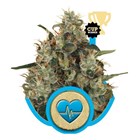 Medical Mass CBD