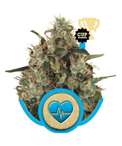 Medical Mass CBD