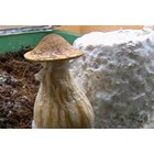 Psylocybe Mcpherson Fanaticus