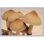  Psilocybe cubensis Equador