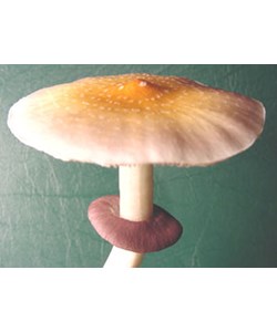 Psilocybe Amazonian en seringue