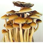 Psilocybe cubensis Tasmania empreinte ou seringue