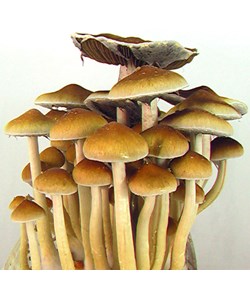 Psilocybe cubensis Tasmania empreinte ou seringue