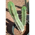 Trichocereus bridgesii Bouture