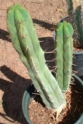 Trichocereus bridgesii Bouture