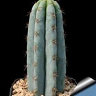 Trichocereus pachanoi cutting