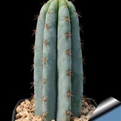 Trichocereus pachanoi cutting