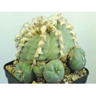 Lophophora williamsii Seeds