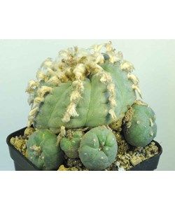 Lophophora williamsii Seeds