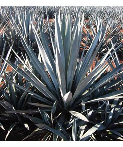 Agave tequilana Seeds