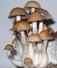 Psilocybe cubensis Ban Hua Thanon empreinte ou ser