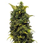 Blue Cheese Feminised- Barney's Farm