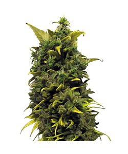 Blue Cheese Feminised- Barney's Farm