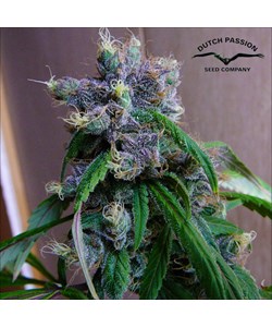 Blue Moonshine Feminised - Dutch passion