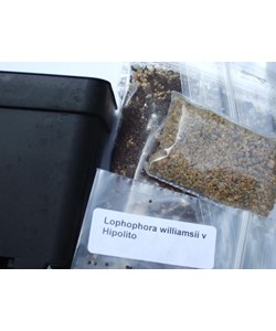Seed Germination Kit, Lophophora williamsii