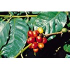 Coffea arabica Seeds