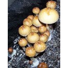 Psilocybe cubensis Cambodgien (géants)