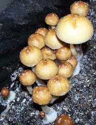 Psilocybe cubensis Cambodgien (géants)