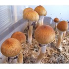 Psilocybe cubensis Costa Rica empreinte ou seringu