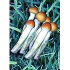 Psilocybe cubensis Equatorien empreinte ou seringu