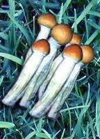 Psilocybe cubensis Equatorien empreinte ou seringu