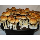 Psilocybe cubensis Golden Teacher empreinte ou ser