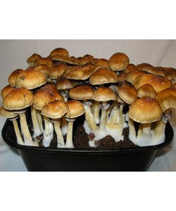 Psilocybe cubensis Golden Teacher empreinte ou ser