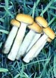 Psilocybe cubensis Mexicain empreinte ou Seringue