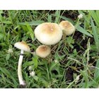 Psilocybe cubensis Brésilien empreinte ou seringue