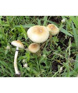 Psilocybe cubensis Brésilien empreinte ou seringue