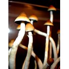 Psilocybe cubensis Thai empreinte ou seringue