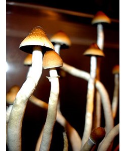 Psilocybe cubensis Thai empreinte ou seringue