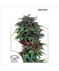 Dutch Passion Durban Poison