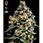 Green House Jack Herer