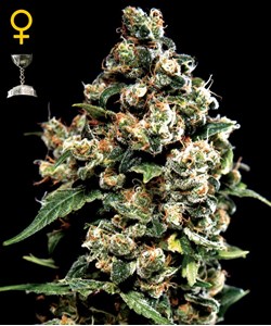 Green House Jack Herer