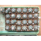 Lophophora mix Seeds