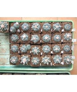 Lophophora mix Seeds