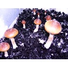 Psilocybe cubensis Matias Romero en Seringue