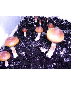 Psilocybe cubensis Matias Romero en Seringue