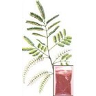 Mimosa hostilis - Jureme Prate