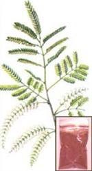 Mimosa hostilis - Jureme Prate