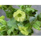 Nicotiana rustica (Tobacco) (250 Seeds)