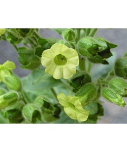 Nicotiana rustica (Tobacco) (250 Seeds)