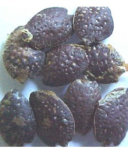 Passiflora edulis Seeds