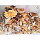 Psilocybe cubensis Pensacola empreinte ou seringue