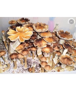 Psilocybe cubensis Pensacola empreinte ou seringue